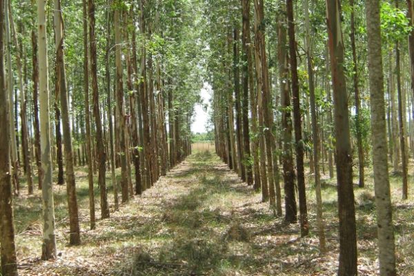 Eukalyptus-Plantage-Paraguay-Investitionen